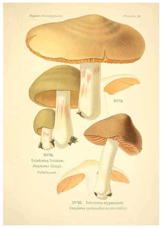 Reproducción/Reproduction 6358020935: Atlas des champignons comestibles et vénéneux Paris,P. Klincksieck,1891