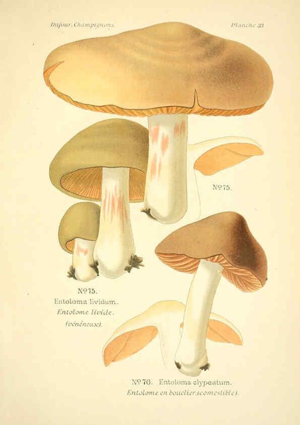 Reproducción/Reproduction 6358020935: Atlas des champignons comestibles et vénéneux Paris,P. Klincksieck,1891