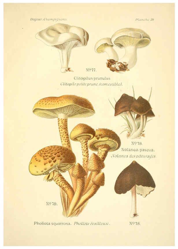 Reproducción/Reproduction 6358021237: Atlas des champignons comestibles et vénéneux Paris,P. Klincksieck,1891
