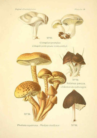 Reproducción/Reproduction 6358021237: Atlas des champignons comestibles et vénéneux Paris,P. Klincksieck,1891