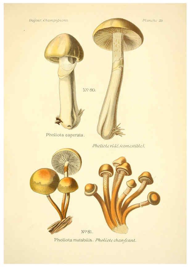 Reproducción/Reproduction 6358021397: Atlas des champignons comestibles et vénéneux Paris,P. Klincksieck,1891