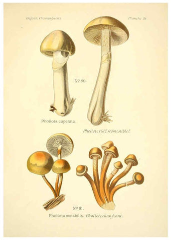 Reproducción/Reproduction 6358021397: Atlas des champignons comestibles et vénéneux Paris,P. Klincksieck,1891