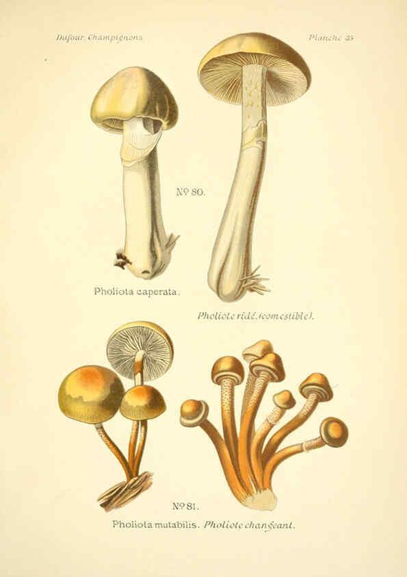Reproducción/Reproduction 6358021397: Atlas des champignons comestibles et vénéneux Paris,P. Klincksieck,1891