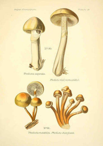 Reproducción/Reproduction 6358021397: Atlas des champignons comestibles et vénéneux Paris,P. Klincksieck,1891