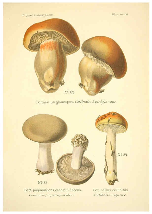 Reproducción/Reproduction 6358021535: Atlas des champignons comestibles et vénéneux Paris,P. Klincksieck,1891