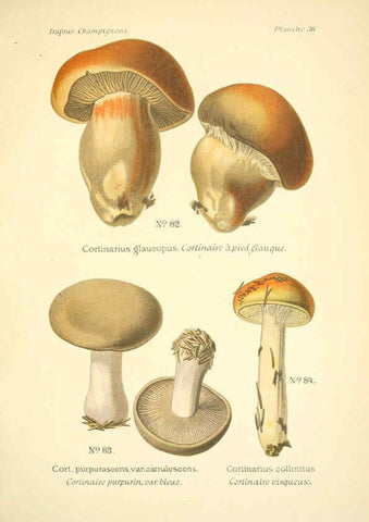 Reproducción/Reproduction 6358021535: Atlas des champignons comestibles et vénéneux Paris,P. Klincksieck,1891