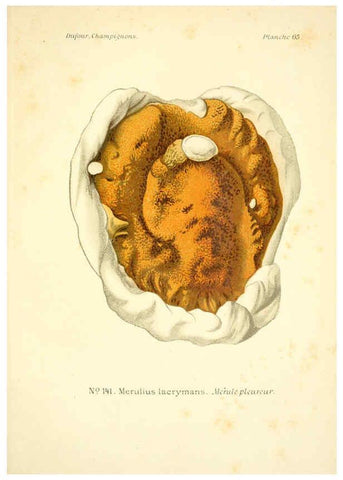 Reproducción/Reproduction 6358028713: Atlas des champignons comestibles et vénéneux Paris,P. Klincksieck,1891
