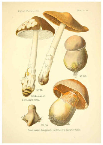 Reproducción/Reproduction 6358021729: Atlas des champignons comestibles et vénéneux Paris,P. Klincksieck,1891