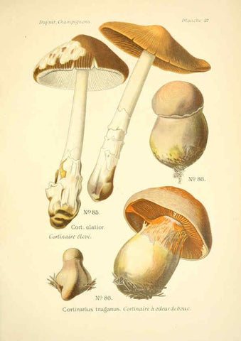 Reproducción/Reproduction 6358021729: Atlas des champignons comestibles et vénéneux Paris,P. Klincksieck,1891