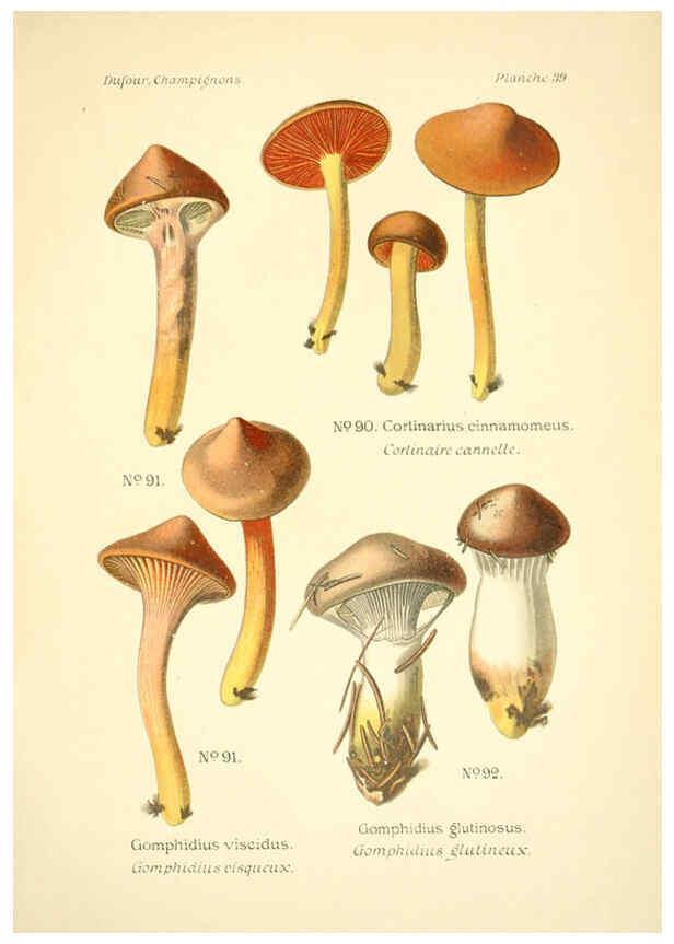 Reproducción/Reproduction 6358022123: Atlas des champignons comestibles et vénéneux Paris,P. Klincksieck,1891