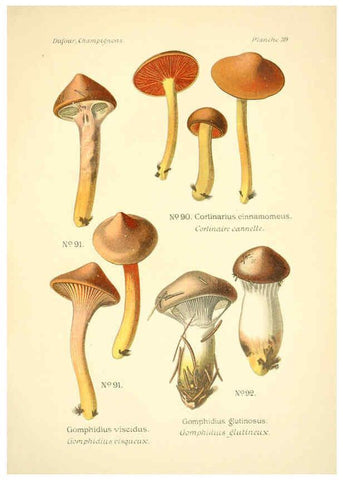 Reproducción/Reproduction 6358022123: Atlas des champignons comestibles et vénéneux Paris,P. Klincksieck,1891