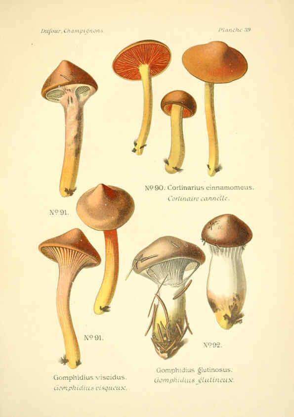 Reproducción/Reproduction 6358022123: Atlas des champignons comestibles et vénéneux Paris,P. Klincksieck,1891