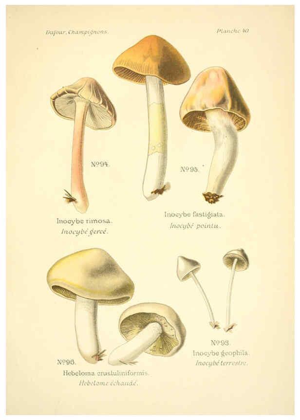 Reproducción/Reproduction 6358022271: Atlas des champignons comestibles et vénéneux Paris,P. Klincksieck,1891