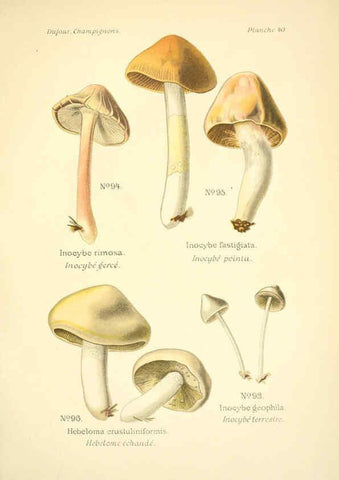 Reproducción/Reproduction 6358022271: Atlas des champignons comestibles et vénéneux Paris,P. Klincksieck,1891