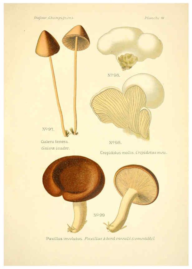 Reproducción/Reproduction 6358022561: Atlas des champignons comestibles et vénéneux Paris,P. Klincksieck,1891