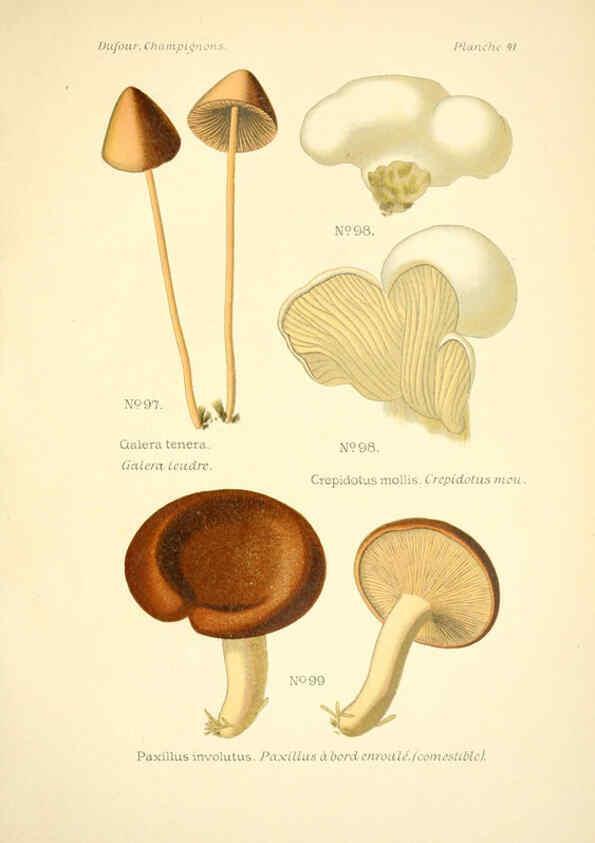 Reproducción/Reproduction 6358022561: Atlas des champignons comestibles et vénéneux Paris,P. Klincksieck,1891