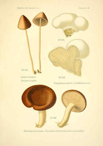 Reproducción/Reproduction 6358022561: Atlas des champignons comestibles et vénéneux Paris,P. Klincksieck,1891