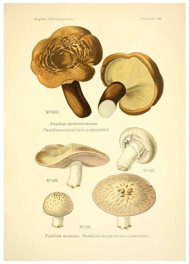 Reproducción/Reproduction 6358022799: Atlas des champignons comestibles et vénéneux Paris,P. Klincksieck,1891
