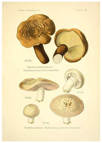 Reproducción/Reproduction 6358022799: Atlas des champignons comestibles et vénéneux Paris,P. Klincksieck,1891