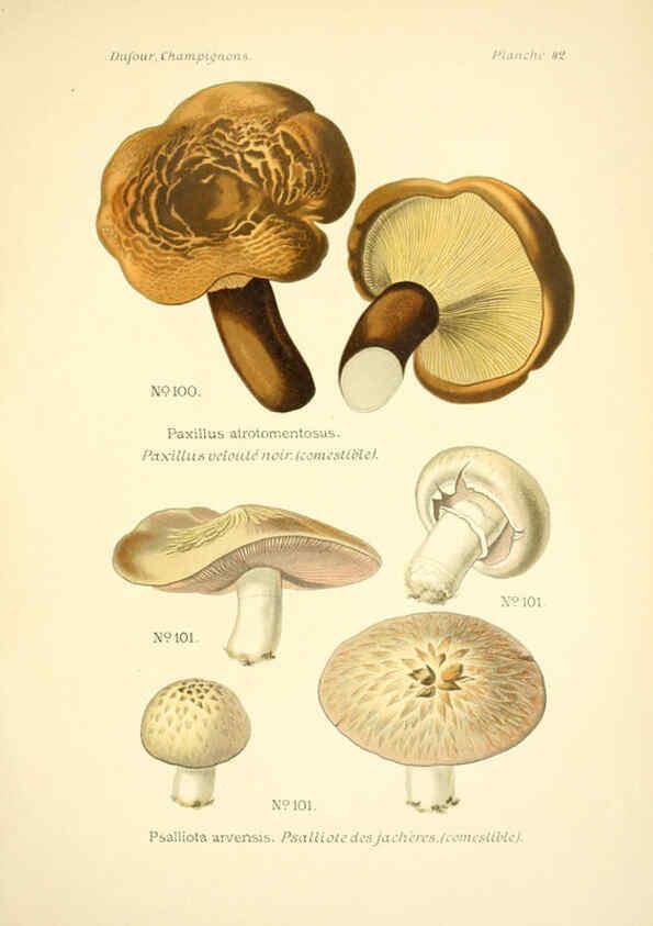 Reproducción/Reproduction 6358022799: Atlas des champignons comestibles et vénéneux Paris,P. Klincksieck,1891
