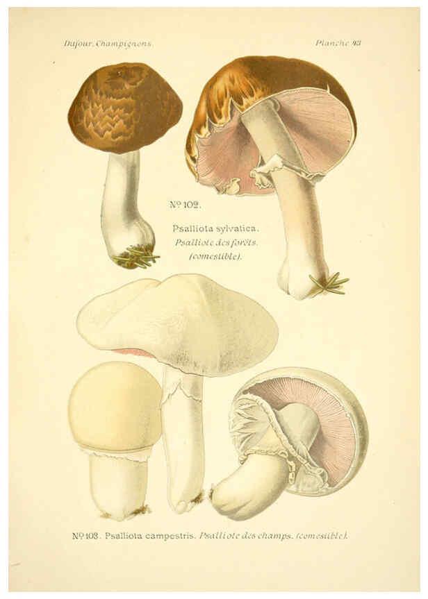 Reproducción/Reproduction 6358023131: Atlas des champignons comestibles et vénéneux Paris,P. Klincksieck,1891