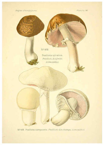 Reproducción/Reproduction 6358023131: Atlas des champignons comestibles et vénéneux Paris,P. Klincksieck,1891