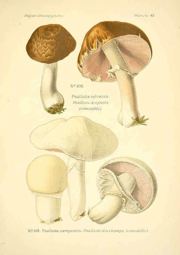 Reproducción/Reproduction 6358023131: Atlas des champignons comestibles et vénéneux Paris,P. Klincksieck,1891