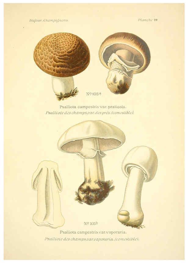 Reproducción/Reproduction 6358023359: Atlas des champignons comestibles et vénéneux Paris,P. Klincksieck,1891