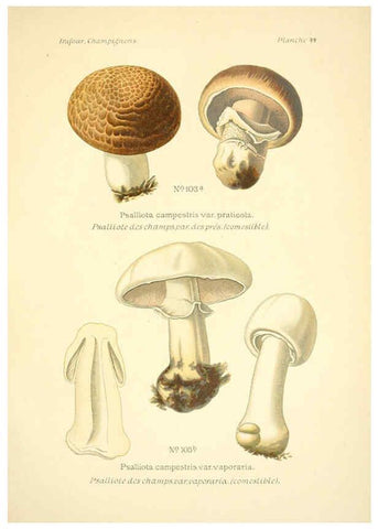 Reproducción/Reproduction 6358023359: Atlas des champignons comestibles et vénéneux Paris,P. Klincksieck,1891