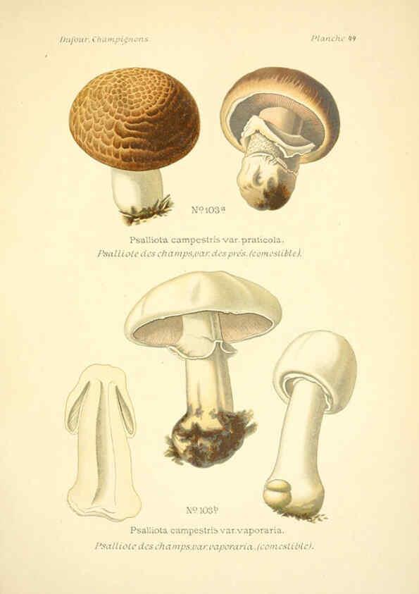 Reproducción/Reproduction 6358023359: Atlas des champignons comestibles et vénéneux Paris,P. Klincksieck,1891