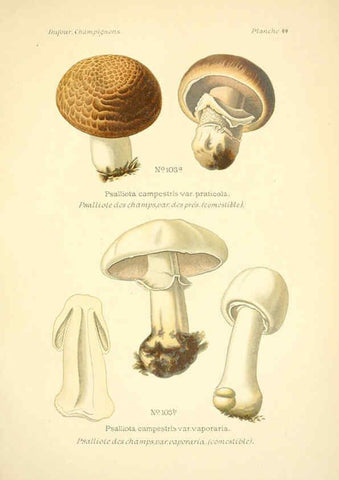 Reproducción/Reproduction 6358023359: Atlas des champignons comestibles et vénéneux Paris,P. Klincksieck,1891