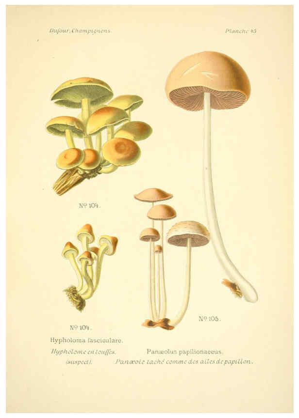 Reproducción/Reproduction 6358023637: Atlas des champignons comestibles et vénéneux Paris,P. Klincksieck,1891