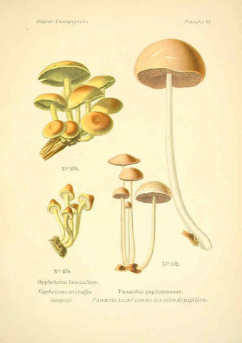 Reproducción/Reproduction 6358023637: Atlas des champignons comestibles et vénéneux Paris,P. Klincksieck,1891