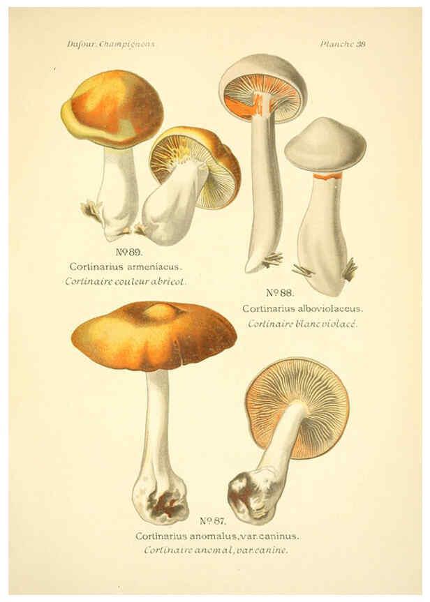 Reproducción/Reproduction 6358021945: Atlas des champignons comestibles et vénéneux Paris,P. Klincksieck,1891