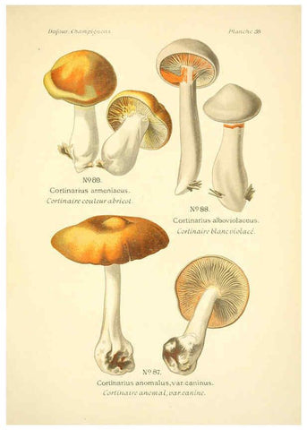 Reproducción/Reproduction 6358021945: Atlas des champignons comestibles et vénéneux Paris,P. Klincksieck,1891