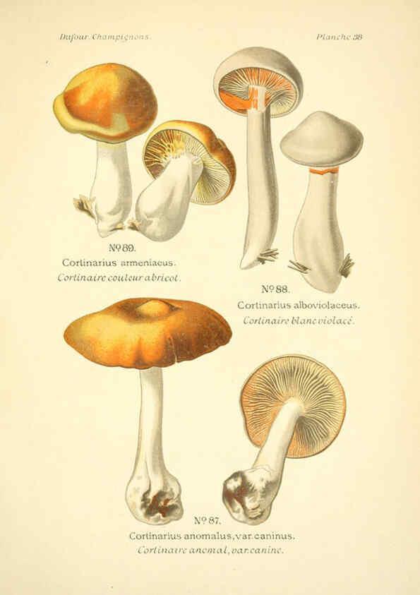 Reproducción/Reproduction 6358021945: Atlas des champignons comestibles et vénéneux Paris,P. Klincksieck,1891