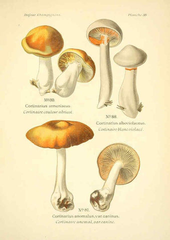 Reproducción/Reproduction 6358021945: Atlas des champignons comestibles et vénéneux Paris,P. Klincksieck,1891