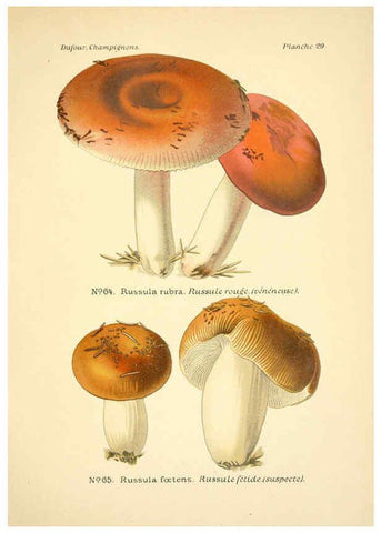 Reproducción/Reproduction 6358019607: Atlas des champignons comestibles et vénéneux Paris,P. Klincksieck,1891