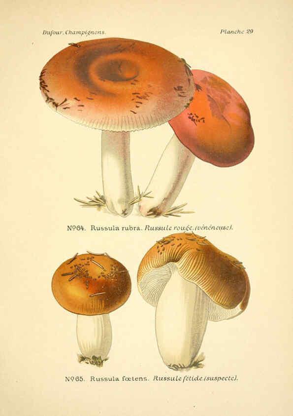 Reproducción/Reproduction 6358019607: Atlas des champignons comestibles et vénéneux Paris,P. Klincksieck,1891