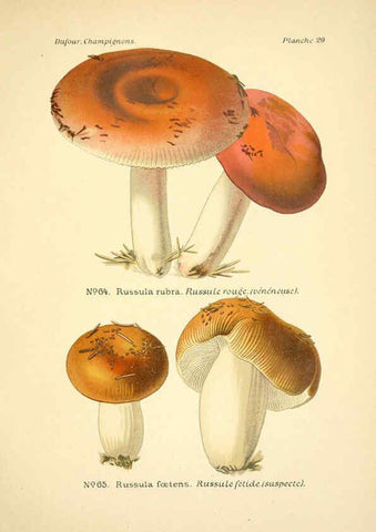 Reproducción/Reproduction 6358019607: Atlas des champignons comestibles et vénéneux Paris,P. Klincksieck,1891
