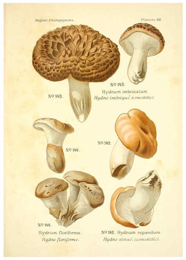 Reproducción/Reproduction 6358028923: Atlas des champignons comestibles et vénéneux Paris,P. Klincksieck,1891