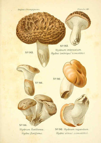 Reproducción/Reproduction 6358028923: Atlas des champignons comestibles et vénéneux Paris,P. Klincksieck,1891