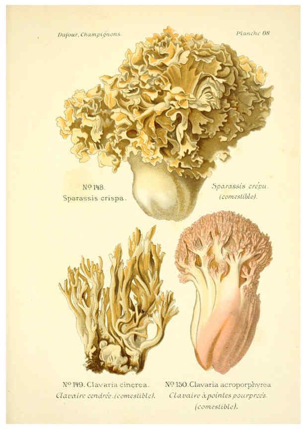 Reproducción/Reproduction 6358029603: Atlas des champignons comestibles et vénéneux Paris,P. Klincksieck,1891