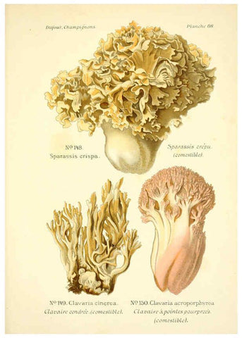 Reproducción/Reproduction 6358029603: Atlas des champignons comestibles et vénéneux Paris,P. Klincksieck,1891