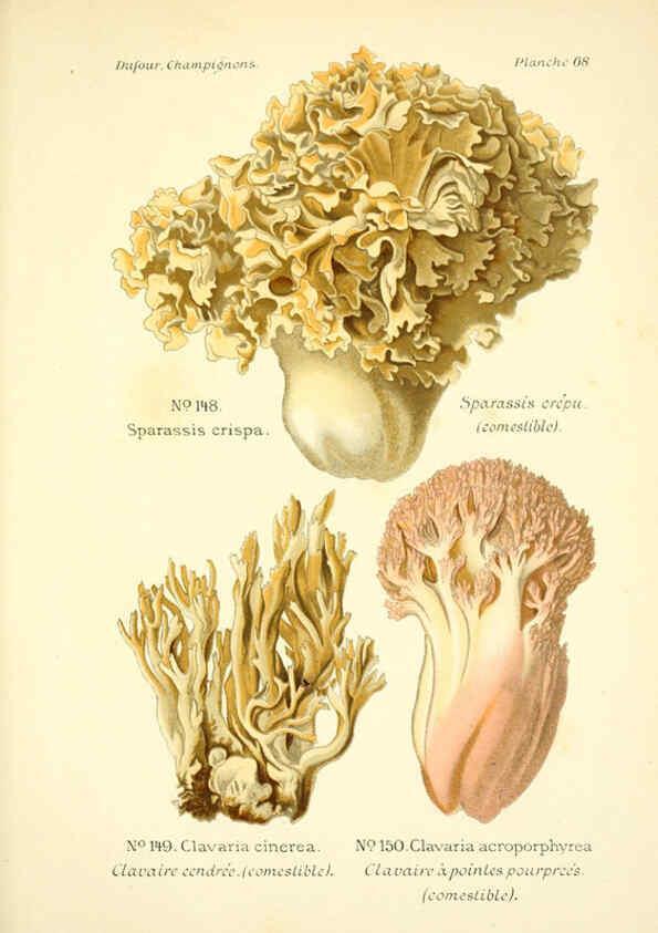 Reproducción/Reproduction 6358029603: Atlas des champignons comestibles et vénéneux Paris,P. Klincksieck,1891
