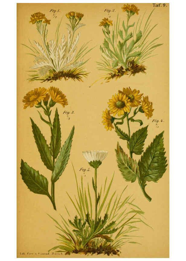 Reproducción/Reproduction 6358101883: Taschenflora des Alpen-Wanderers Zürich :A. Raustein,[1899?] 