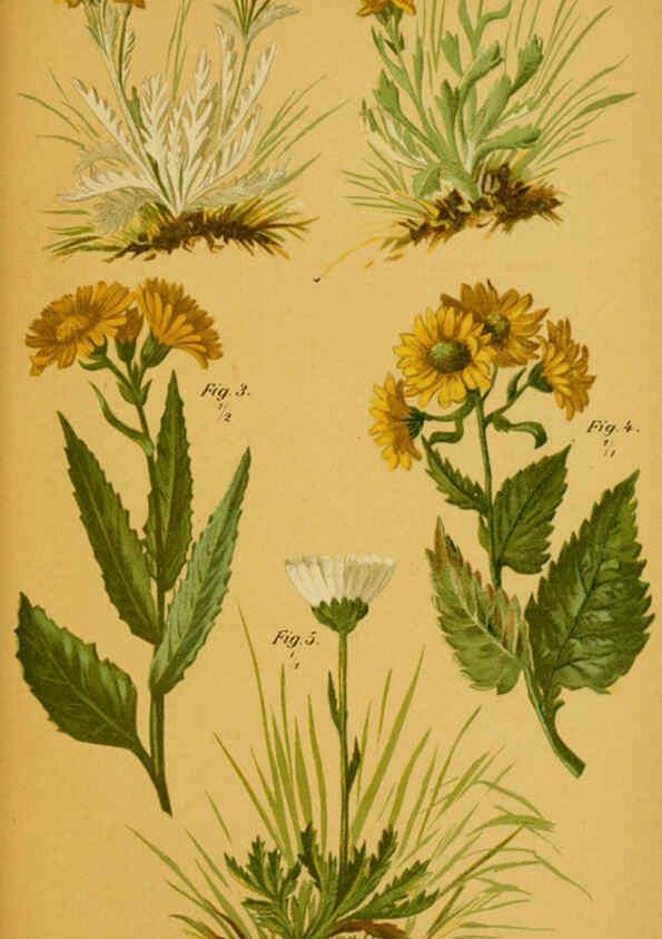 Reproducción/Reproduction 6358101883: Taschenflora des Alpen-Wanderers Zürich :A. Raustein,[1899?] 