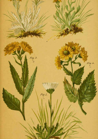 Reproducción/Reproduction 6358101883: Taschenflora des Alpen-Wanderers Zürich :A. Raustein,[1899?] 