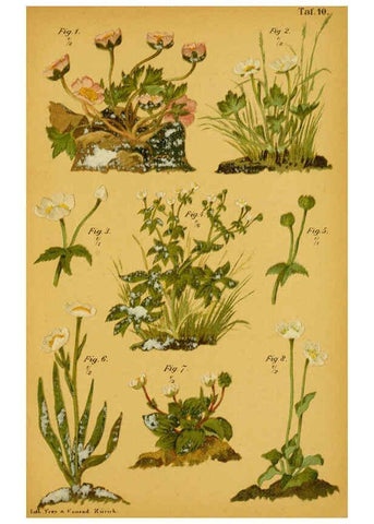 Reproducción/Reproduction 6358102087: Taschenflora des Alpen-Wanderers Zürich :A. Raustein,[1899?] 