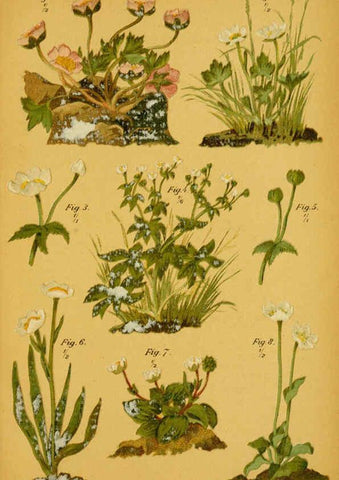 Reproducción/Reproduction 6358102087: Taschenflora des Alpen-Wanderers Zürich :A. Raustein,[1899?] 